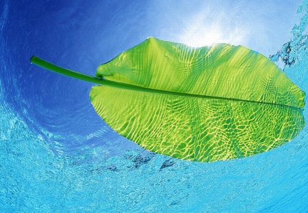 Leaf in Water - in water, picture, leaf, cool