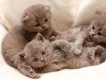 cute kittens