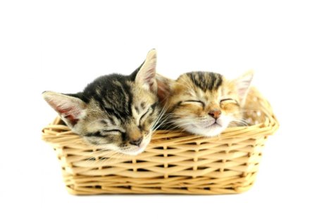 Cat nap in a basket - cute, kitten, cat, basket, adorable