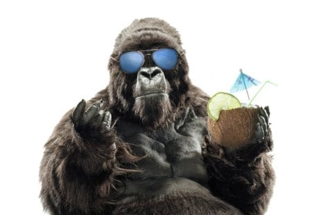 Gorilla gone on vacation - vacation, fun, gorilla, funny, sunglasses, drinks