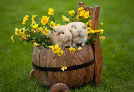 Guinea Pigs - summer, bunnies, pigs, cute, beautiful, drum, adorable, grass, easter, guinea pigs, fresh, wooden, welcome, two, couple, animal, animals, greenery, guinea, meadow, pretty, barrel, rodent, flowers, spring, sweet, nice, friends, lovely, rabbits, green