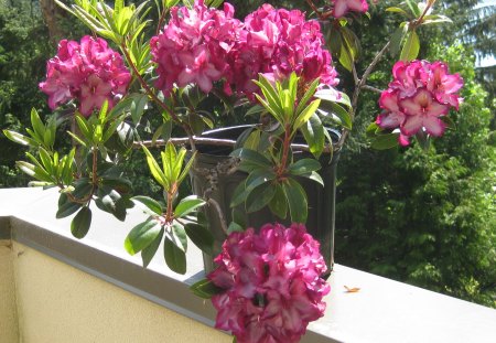 Hybrid Rhody - seattle, flower, rhody, nature