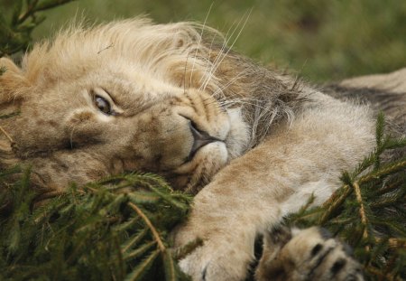 The Lion and the Christmas Tree for my lovely friend Patrice (Lioness)