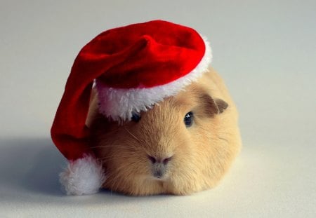 GUINEA SANTA - hat, rodent, new year, guinea pig, santa claus