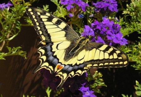 Beautiful Butterfly - flowers, beautiful, butterfly, picture