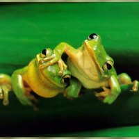 Green Frogs