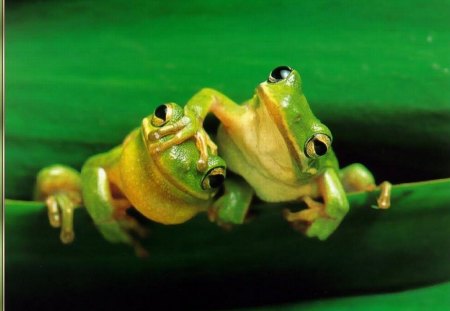 Green Frogs - animal, cool, picture, hand, frogs, green