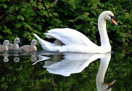 Swan w Chicks - cute, picture, swan, chicks