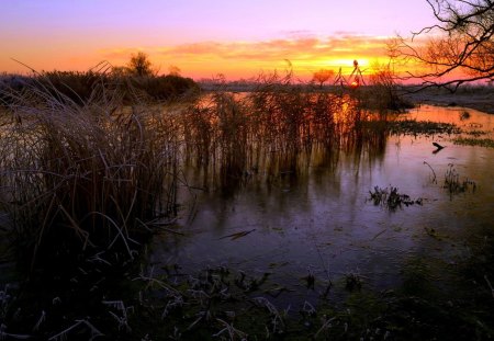 SWAMP at SUNSET - swamp, plants, sunset, grass