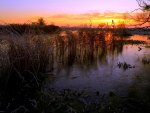 SWAMP at SUNSET