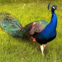 Beautiful Peacock