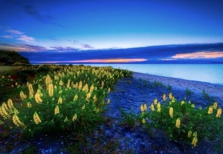 LAKE VIEW - new zealand, lake taupo, flowers, lupine, nature