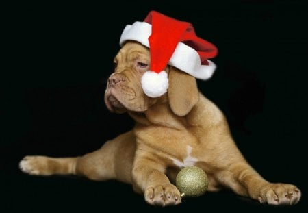 Hey! Give me another ball! - ball, dog, santa claus, christmas, black, white, animal, funny, red, cute, golden