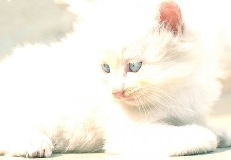 Snow White - cats, cat, blue, snow white, eyes