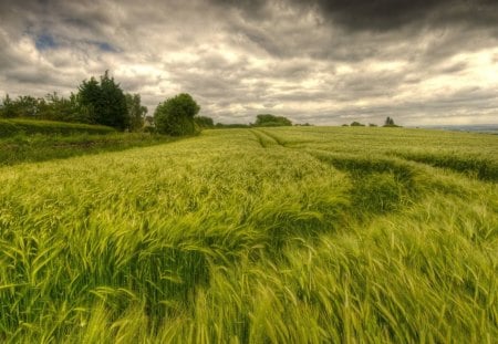 tracks through a wheat field - clouds, wheat, trees, fields