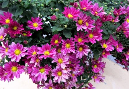 Beautiful Chrysanthemum - pretty, chrysanthemum, lovely, beautiful