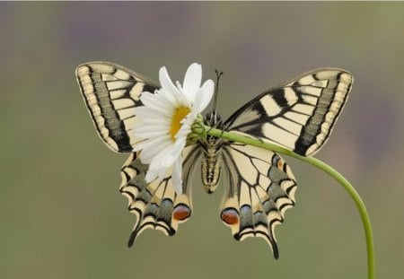 Butterfly - nature, butterfly, beautiful, animal, flowers