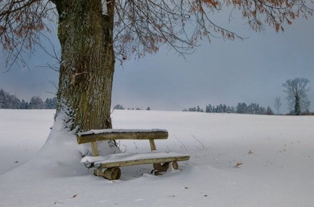 Winter - greeting, christmas, photography, fog, wonderful, frosty, mountains, winter, cool, xmas, peaceful, winter time, holiday, rivers, other, silent, seasons, beautiful, quiet, frozen, whiter trees, amazing, travels, miracle, gorgeous, nature, mist, cold, shine, magnificent, splendidly, celebration, splendor blue in winter, splendor, shining