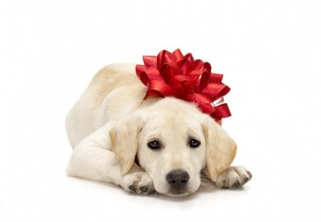 Christmas gift for you - white, animal, funny, red, cute, dog, gift, bow