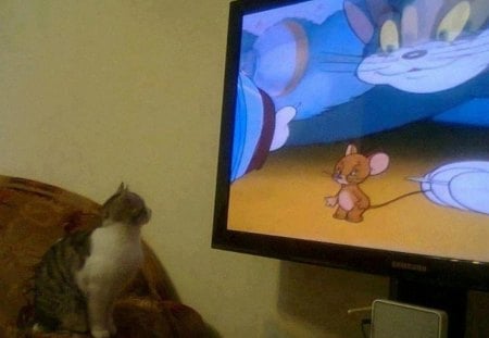 TV Time - fun, tv, tom and jerry, cat