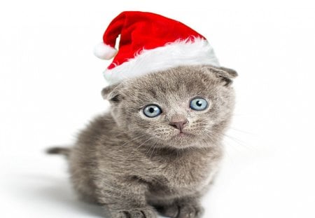 Christmas cat