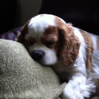Sleepy Boy