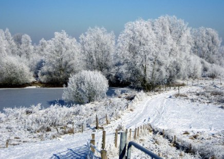 *****    Winter    ***** - trees, winter, water, blue, pond, snowy, snow, tree, white, nature, freeze, cold, frost, sky