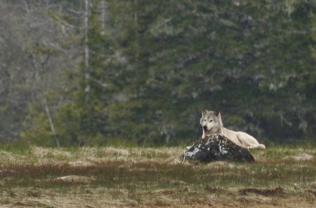 waiting for a friend - wolfrunning, snow, dog, mythical, the pack, wisdom beautiful, grey wolf, timber, canis lupus, abstract, spirit, friendship, howling, grey, white, nature, arctic, wallpaper, majestic, wolf, canine, pack, wild animal black, wolf wallpaper, winter, wolf pack, quotes, howl, wolves, black, lobo, lone wolf, solitude