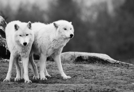 Sisters - wolves, white, lone wolf, timber, lobo, wild animal black, majestic, wallpaper, quotes, nature, wolf, snow, canine, arctic, solitude, howling, howl, wolf pack, wolf wallpaper, wisdom beautiful, black, grey wolf, pack, spirit, grey, dog, mythical, canis lupus, winter, abstract, wolfrunning, friendship, the pack