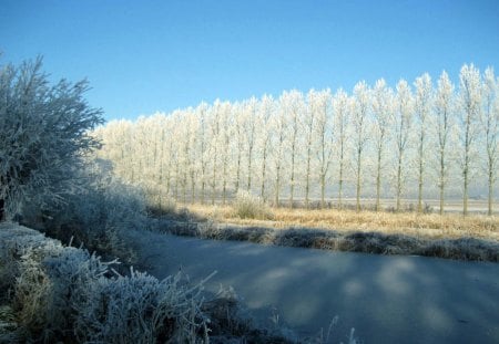 * winter * - sky, sunshine, trees, sun, water, winter, lovely, nature, cold, frost, blue, freeze, pond