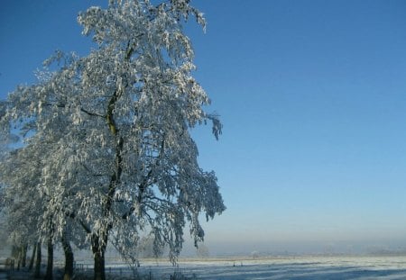 ******* Winter - ice, sunshine, sky, trees, countryside, winter, lovely, nature, view, blue, beautiful, tree, snowy