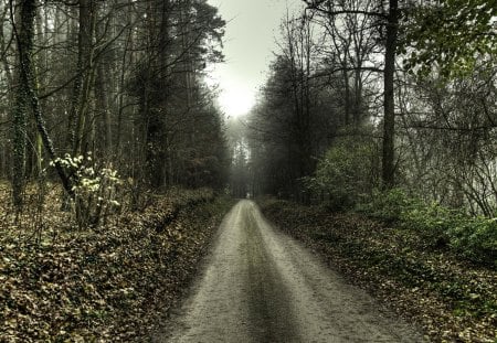 Woodstroll - hdr, forest, path, trees