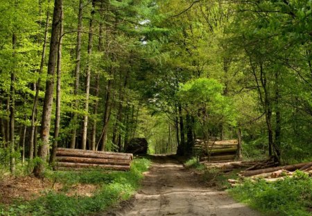 Young forest - trees, forest, timber, summer, sunny, path