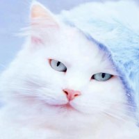 blue hat kitty