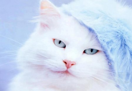 blue hat kitty - hat, blue, kitty