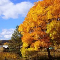 gorgeous tree in autumn