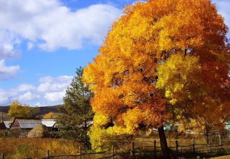 gorgeous tree in autumn - fence, tree, autumn, farm