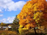 gorgeous tree in autumn