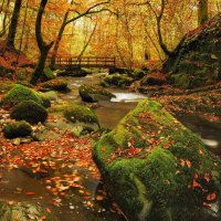 Autumn in Grizedale forest