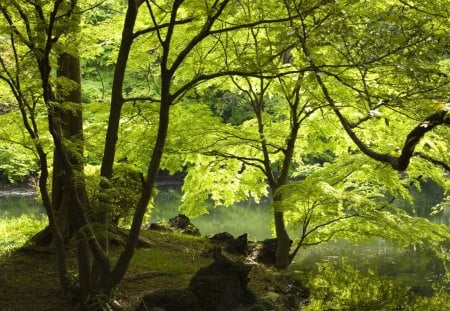 Spring leaves - river, trees, sunshine, spring, reflection