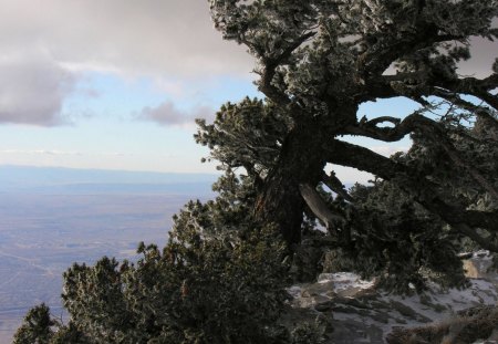 Windshaped pines - clouds, pinetree, trees, winter, mountain