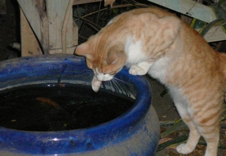 Me tinks I will catch the fishy meow! - ginger, fishing, naughty, cat, photographycute