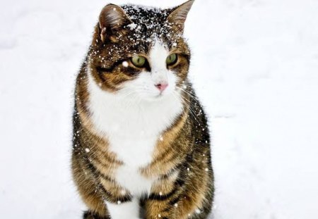 Cat In Snow Flurries - snow, winter, animal, cat