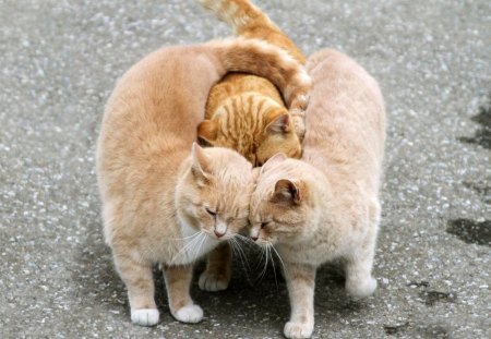 Group Hug - love, abstract, cat, cats, animals, 3d