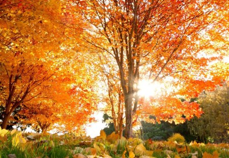 Autumn - tree, forest, nature, autumn