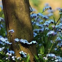 summer blue flowers