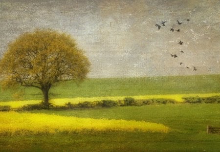 spring - nature, tree, field, spring