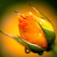 yellow rosebud