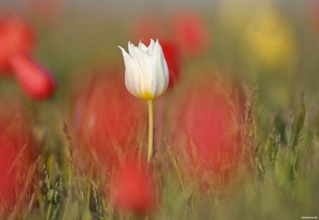 wild tulips - tulips, fields, grass, wild