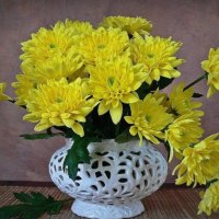 yellow chrysanthemums in a white vase